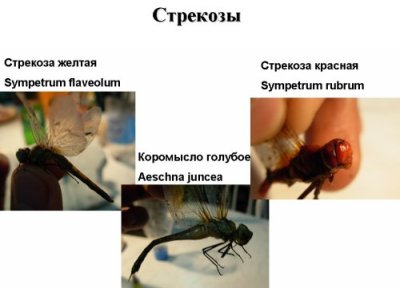 Доклады участников конференции 2010 года Доклады участников конференции 2010 года